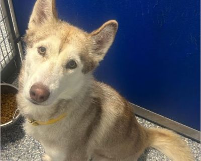 Hi there! My name is Ginger. I'm a beautiful Husky looking for a family who understands my breed and everything that makes us special. I love being around people and enjoy their company, but I prefer to be the only dog in the home - I like having all the attention to myself! I don't mind spending time outside, and I'd happily stay out to enjoy the fresh air if you let me. I'm loyal, loving, and...
