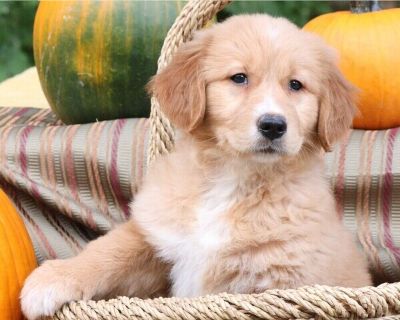 Lima - Golden Retriever Female Puppy for Sale