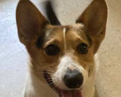 Milo - Corgi Male Dog for Adoption