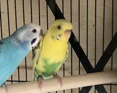 Tyrone - Parakeet - Other Female for Adoption