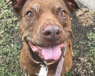 Betty Boop - American Staffordshire Terrier Mix Female Dog for Adoption