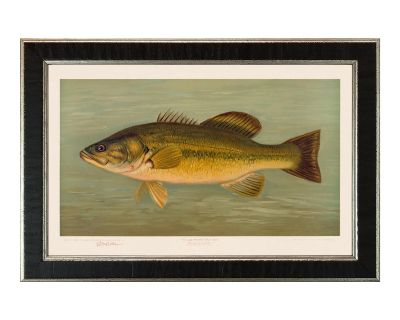 American Fish 19 the Large-Mouthed Black Bass Framed Giclee Print