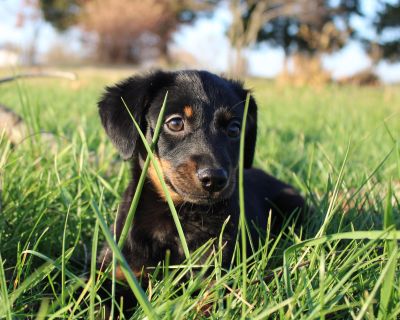 She is a fun loving puppy! She is very confident and outgoing. She is a dachshund / beagle mix they call it a dashle... She is up to date on vaccines, and has been spayed already. She would make a great early Christmas present for a family with kids. Contact us to set you up a meet and greet for this spunky little girl.. Characteristics Affectionate, Brave, Curious, Friendly, Loves, Playful, Sm...
