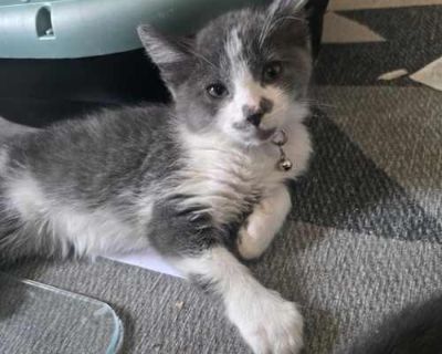 Olive - Domestic Shorthair Female Cat for Adoption