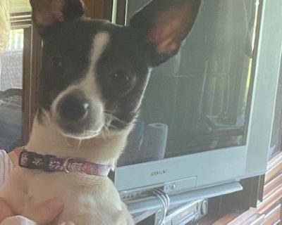 Chacha - Chihuahua & Toy Fox Terrier Mix Female Dog for Adoption