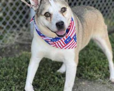 Dino - Siberian Husky/Australian Cattle Dog Mix Male Dog for Adoption