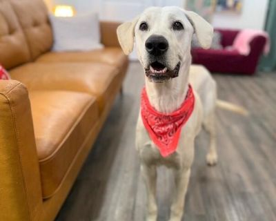 Loki Loverboy - Labrador Retriever & Golden Retriever Mix Male Dog for Adoption
