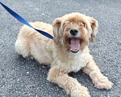 Scrappy - Lhasa Apso Male Dog for Adoption