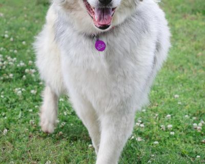 Severus - Great Pyrenees Mix Male Dog for Adoption