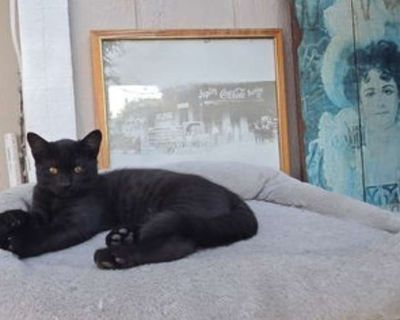 Child. Black (all). Hair: short. Please contact Marilyn ( [email protected] ), (925) 788-4397 for more information about this pet. Want to meet? [ Fill out the Application ] , then email it to the contact in this bio. Sweet Tea is a total sweetheart who loves nothing more than to snuggle up with her humans. She s the kind of kitten who brings instant comfort soft, soothing, and content to cuddl...