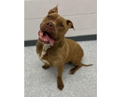 Bane - American Pit Bull Terrier/Mixed Breed (Medium) Mix Male Dog for Adoption