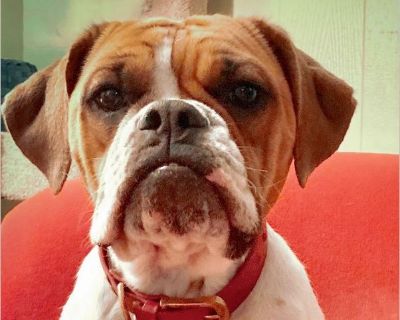 Miss August Jane - Female Puppy Bulldog / Beagle for Adoption