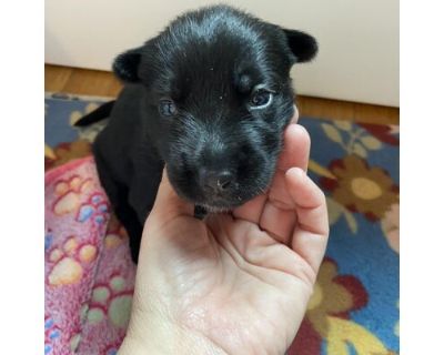 Wren - Labrador Retriever/German Shepherd Dog Mix Female Puppy for Adoption