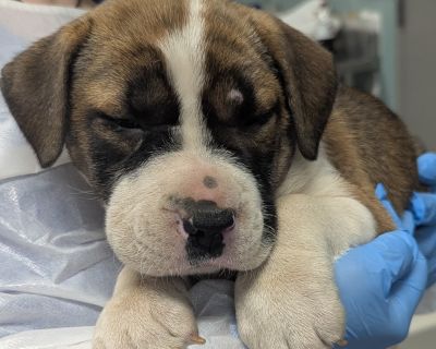 Dressing - English Bulldog Mix Female Puppy for Adoption