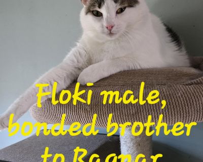 These are bonded brothers. I had them when they were bottle fed babies. recently returned due to owner passing. They are super sweet and very playful. Will be great with other pets and kids. They are vetted but could probably use a vaccine check since the family could not find any records outside of ours from years ago. The adoption fee is $100 for both babies.. Characteristics Affectionate, At...