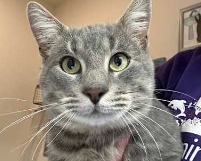 Wills - Domestic Shorthair Male Cat for Adoption