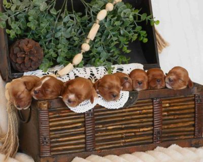 6 Male and 2 Female Cavalier King Charles Spaniel Puppies for Sale