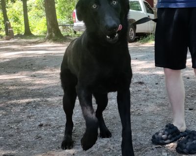 DURANTE - Labrador Retriever & German Shepherd Dog Mix Male Dog for Adoption