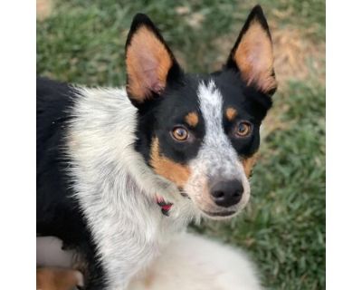 Mamma Mia - Australian Cattle Dog Female Dog for Adoption