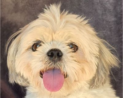Talented Lil Mr Tiki Taki ~ SMART, Easy Going, Playful 12 lb 2y Sweet Shih Tzu = WOW !!! Loving, calm, quiet, gentle, intelligent, cuddly, house trained, crate trained, good with children, laid back, fun, well socialized, comfy with cats, GREAT with other dogs, affectionate, good on leash, loves to snuggle, friendly, playful, well mannered house dog, FUN, eager to please, learns quickly, loves ...