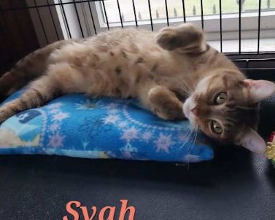 Syah is about 18 months old, spayed, shots up to date and litter box trained. She is a very friendly cat who loves people and wants more than anything to be someones forever friend. Syah does not get along with other cats, no experience with dogs, and I suggest no small children. It has been tried twice in the same home with other cats, she just cannot do it. If you would like a beautiful cat, ...