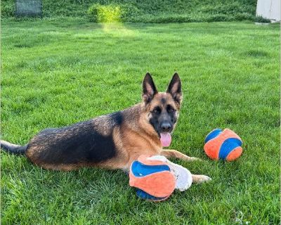 Mila - Female Puppy German Shepherd for Adoption