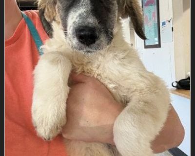 Meet the beautiful Oakleigh! This sweet girl is one of Olivia's pups, born on June 5, 2025. She is a delightful Poodle/Shepherd mix currently weighing thirty-four pounds. Oakleigh will require spaying under a Foster-to-Adopt agreement. This means that TRACS and the adopters are considered co-owners until the spay surgery is successfully completed. Adopting families must submit a refundable spay...