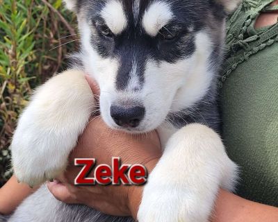 ZEKE - Siberian Husky Puppy For Sale in Tennessee