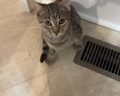Sunny is looking for a family of her own! She was found when she wandered into one of our fosters yard. She is UTD on vaccines, FIV/Felv negative, dewormed and she is spayed. She is extremely sweet and her fur is so soft! She loves to be with her person and to snuggle. She also loves her toys! We would love for her to find her FurEver inside home for the holidays. If you are interested in adopt...