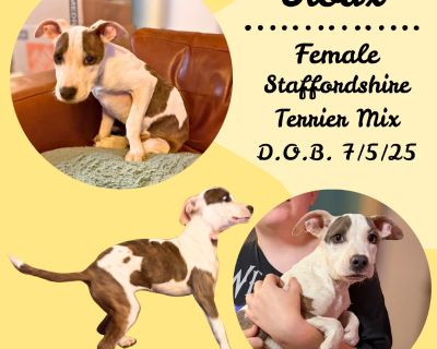 Sioux may have been the smallest of her litter, but she is a fearless little spitfire down to wrestle with the big dogs or snuggle on the couch. She loves crinkle toys and has been known to shake them back and forth so fast that she makes herself dizzy. Sioux does great with other dogs of all ages and cats. She adores children and people of all ages. If you're looking for an excited and super p...