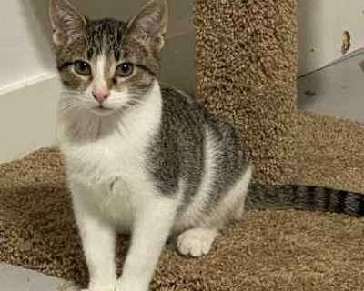 Peyton is an adorable 5 month little kitten with his light tiger and white coloring. Peyton may be a little reserved when he first meets you but once he warms up (after all it is a big scary world out there), he s a sweet happy boy. We truly believe he will continue to blossom once you bring him home and give him a chance to adjust. He is a typical kitten and enjoys playing, especially with las...