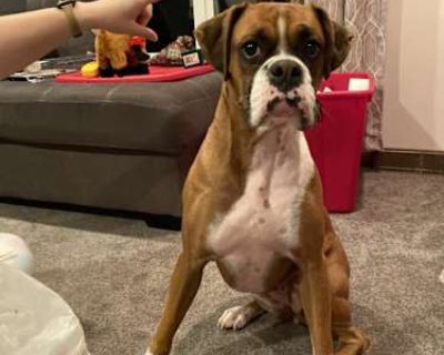Koda - Boxer Female Dog for Adoption
