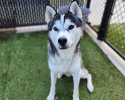 Characteristics Heartworm Negative, Timid, Experienced Owner Preferred, Good Walker, No Small Children, Housetrained, Medium Energy, Playful, Neutered Male House-trained Yes Health Vaccinations up to date, spayed / neutered.. Adult Male Large Black , White / Cream