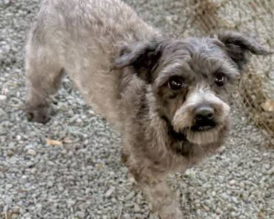 Shawna - Mixed Breed (Small) Female Dog for Adoption