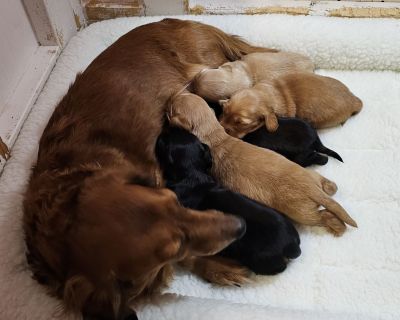 Dachshund Puppies