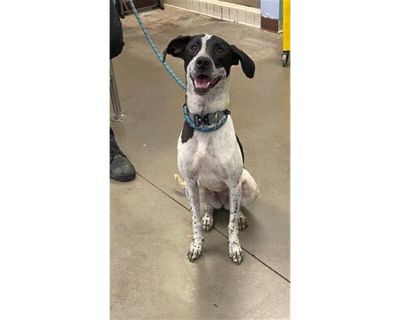 MARCY - Border Collie/Dalmatian Mix Female Dog for Adoption