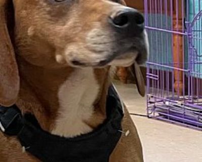 Maggie - Redbone Coonhound/Terrier (Unknown Type, Small) Mix Female Dog for Adoption