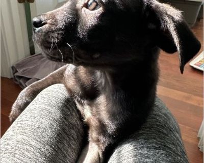 Sonny aka Porthos - Male Puppy Pug mix for Adoption