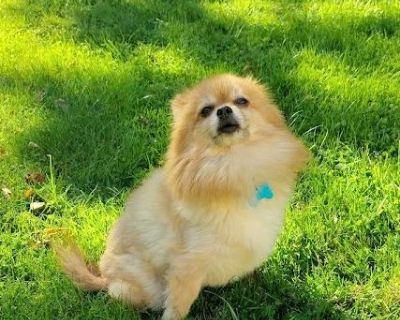 IF YOU ARE INTERESTED IN ADOPTING MOLLY PLEASE GO TO MY WEBSITE AND FILL OUT AN APPLICATION. pomtotherescue.com Meet Molly Molly is an adult female Pom approximately 6-8 years old. Molly is a very mellow girl and very healthy, no health issues at all. She is very well behaved and potty trained. Molly loves to go for walks and is so polite. She does not pull, but walks right by your side. When s...