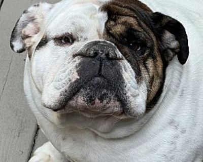 Dottie - English Bulldog Female Dog for Adoption