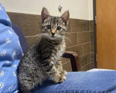 Smokie was found under a car in a parking lot. She was scared and hungry and in need of some TLC. Fortunately the person who found her knew how to care for her and got her the help she needed. Smokie is a sweet young kitten who loves to cuddle. We know she will make a great companion and can t wait for her to find her forever family.. Good with kids Good with cats Shots current Spayed / Neutere...