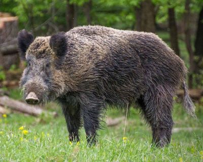 Wild Boar Hunting