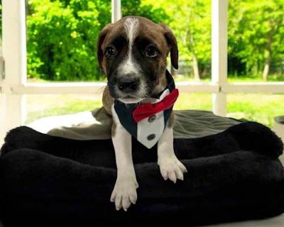 Cancun - Pit Bull Terrier/Boxer Mix Male Puppy for Adoption