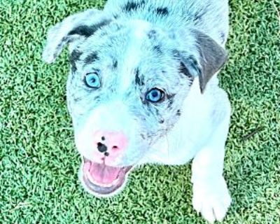 Wave - Catahoula Leopard Dog/Mixed Breed (Medium) Mix Female Puppy for Adoption