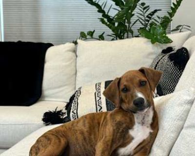Scooby - Boxer/Doberman Pinscher Mix Male Puppy for Adoption