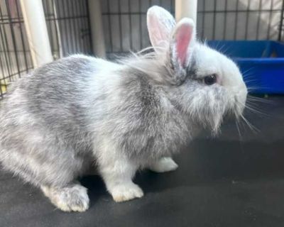 Young. White. Hair: short. Adoption process Adoption Process 1.Complete an adoption questionnaire https://fkspca.org/adopt/ and give to front desk or email to [email protected] . 2. Have a meet & greet with an animal you are interested in giving a home to. We ask that all family members meet the potential new four-legged family member. 3. Schedule an appointment with an adoption counselor. Our ...