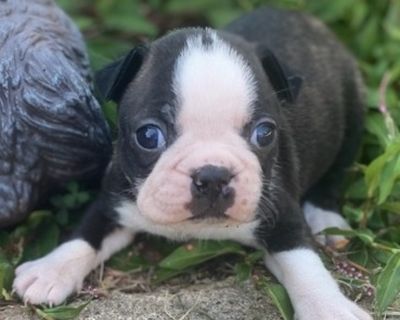 Coco - Boston Terrier Female Puppy for Sale