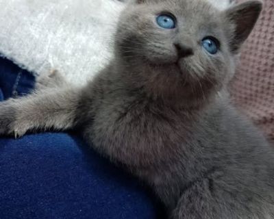 russian blue kittens needs new home