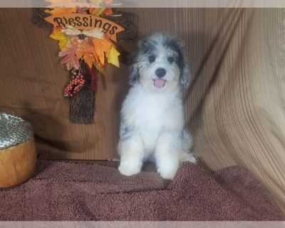 Litter of 8 - Bernedoodle (Miniature) Male Puppy for Sale