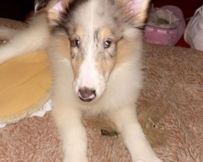 Blue Merle Collie